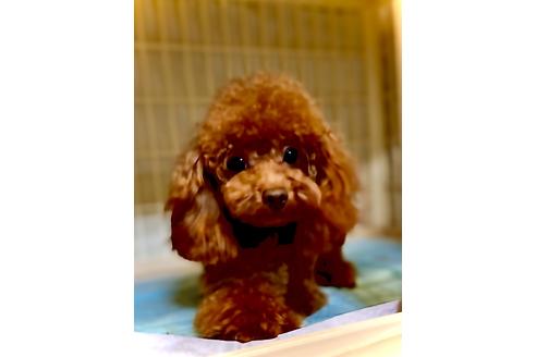 販売中のティーカッププードルの親犬